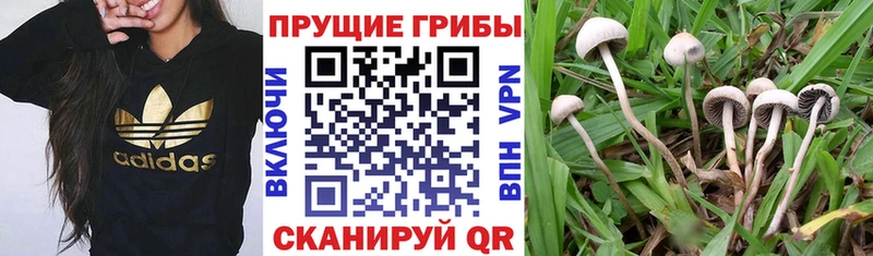 Псилоцибиновые грибы GOLDEN TEACHER где можно купить мега ТОР Набережные Челны